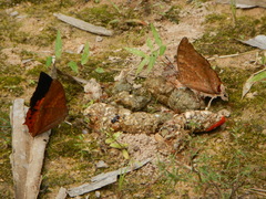 Charaxes bernardus hierax