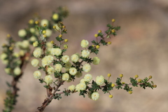 Acacia mitchellii