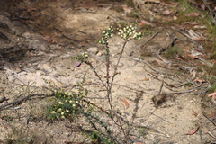 Acacia mitchellii