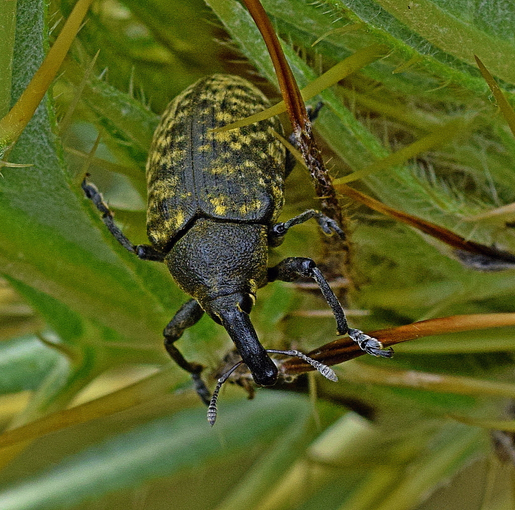 Larinus iaceae