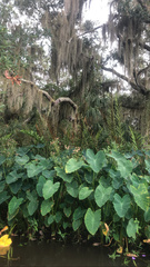 Colocasia esculenta image