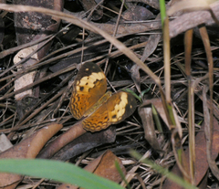 Cupha erymanthis erymanthis