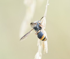 Masarinae