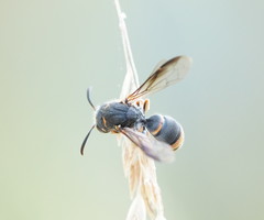 Masarinae