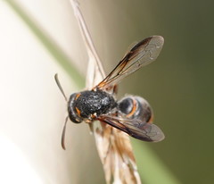 Masarinae