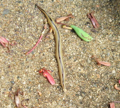 Australopacifica regina