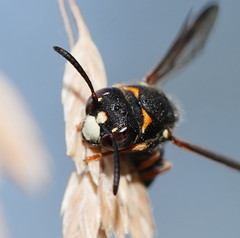 Masarinae