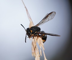 Masarinae
