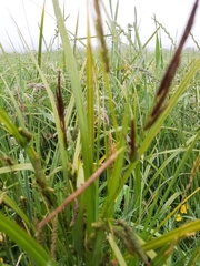 Carex geminata