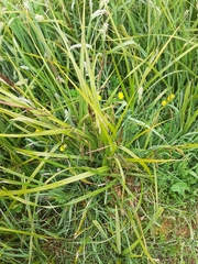 Carex geminata
