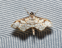 Hileithia obliqualis
