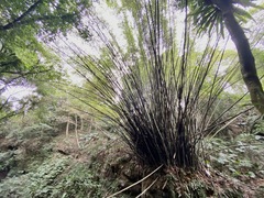 Bambusa dolichoclada