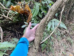 Urceola rosea