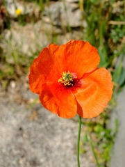 Papaver pinnatifidum
