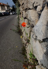 Papaver pinnatifidum