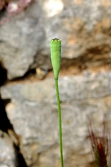 Papaver pinnatifidum