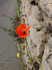 Papaver pinnatifidum