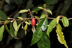 Elaeagnus triflora
