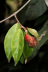 Elaeagnus triflora