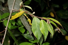 Elaeagnus triflora
