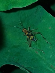 Phylloscyrtus intermedius
