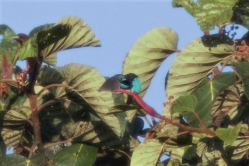 Turquoise Dacnis (Dacnis hartlaubi), photo 4