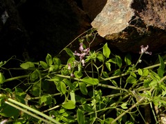 Ceratocapnos heterocarpa