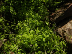Ceratocapnos heterocarpa
