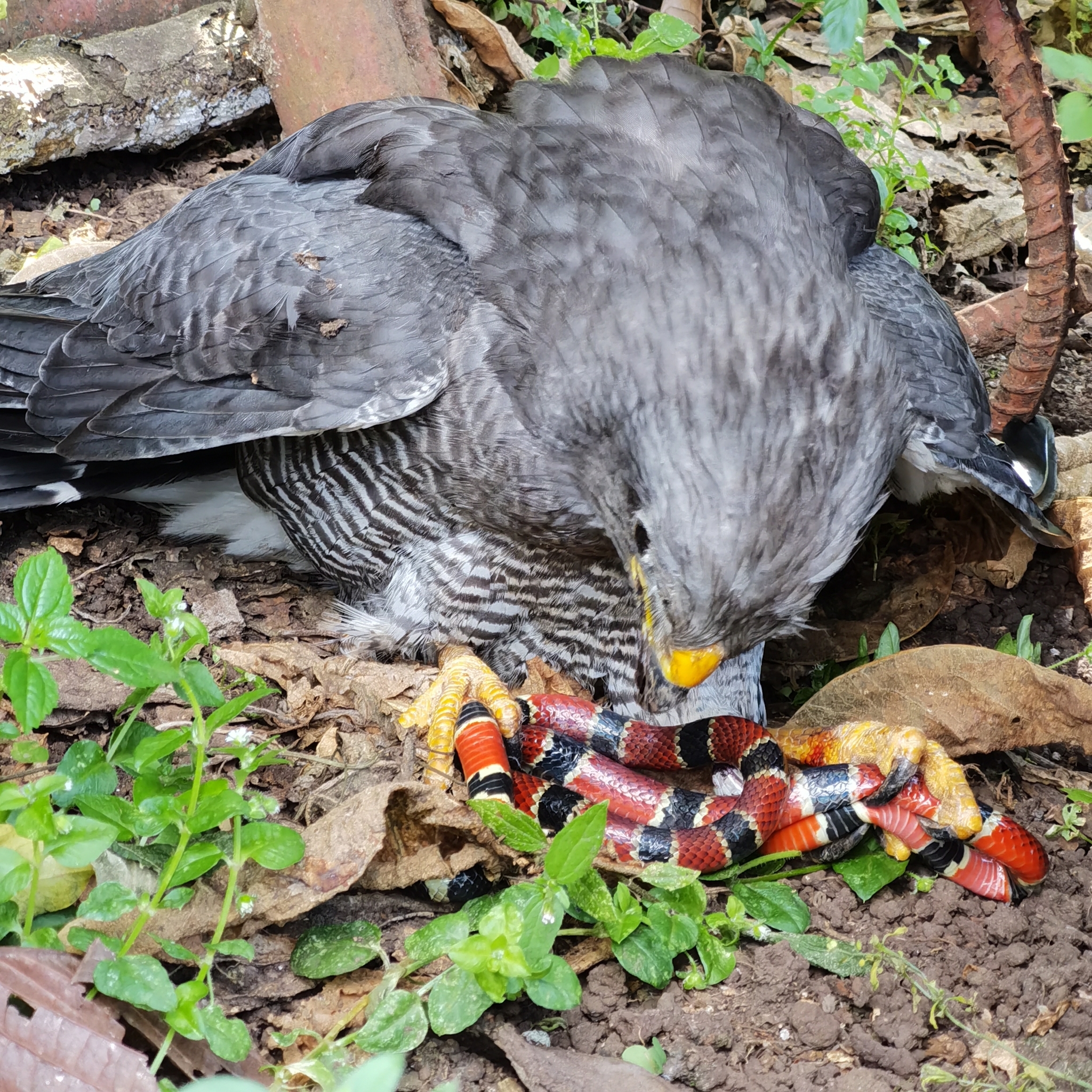 Grey Hawk (Buteo plagiatus)