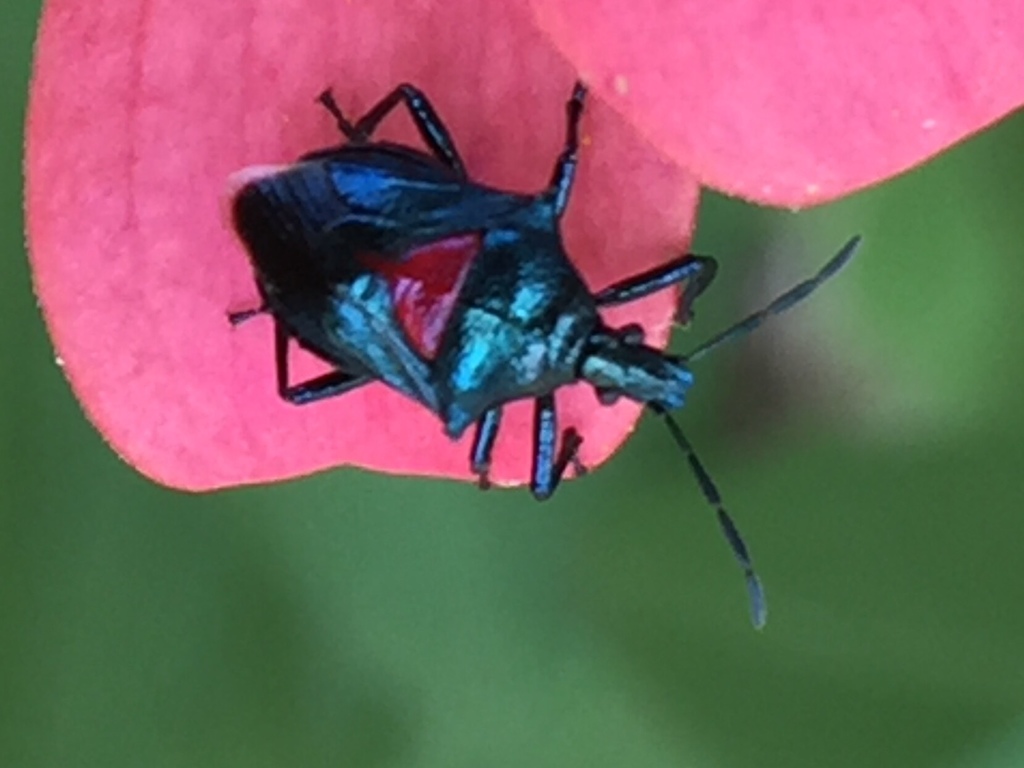 Heteroscelis
