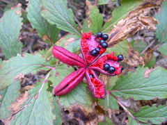 Paeonia cambessedesii
