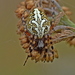 Araña Hoja de Roble - Photo (c) Kostas Zontanos, algunos derechos reservados (CC BY-NC), subido por Kostas Zontanos