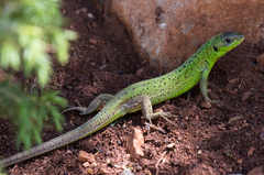 Lacerta trilineata
