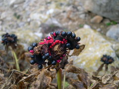 Paeonia cambessedesii