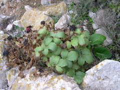 Paeonia cambessedesii