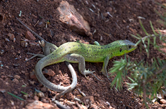 Lacerta trilineata
