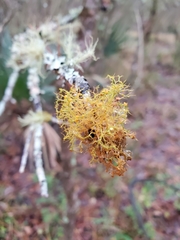 Teloschistes exilis