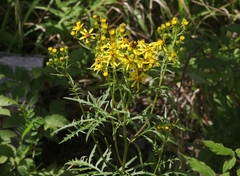 Senecio eremophilus