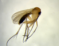 Mycetophila tapleyi
