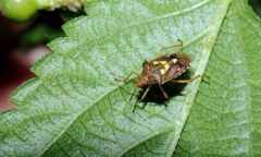 Oebalus poecilus