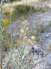 Chrysopsis floridana