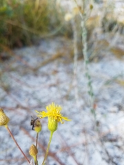 Chrysopsis floridana