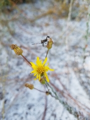Chrysopsis floridana