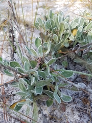 Chrysopsis floridana