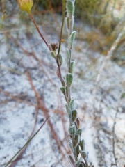 Chrysopsis floridana