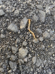 Scolopocryptops gracilis