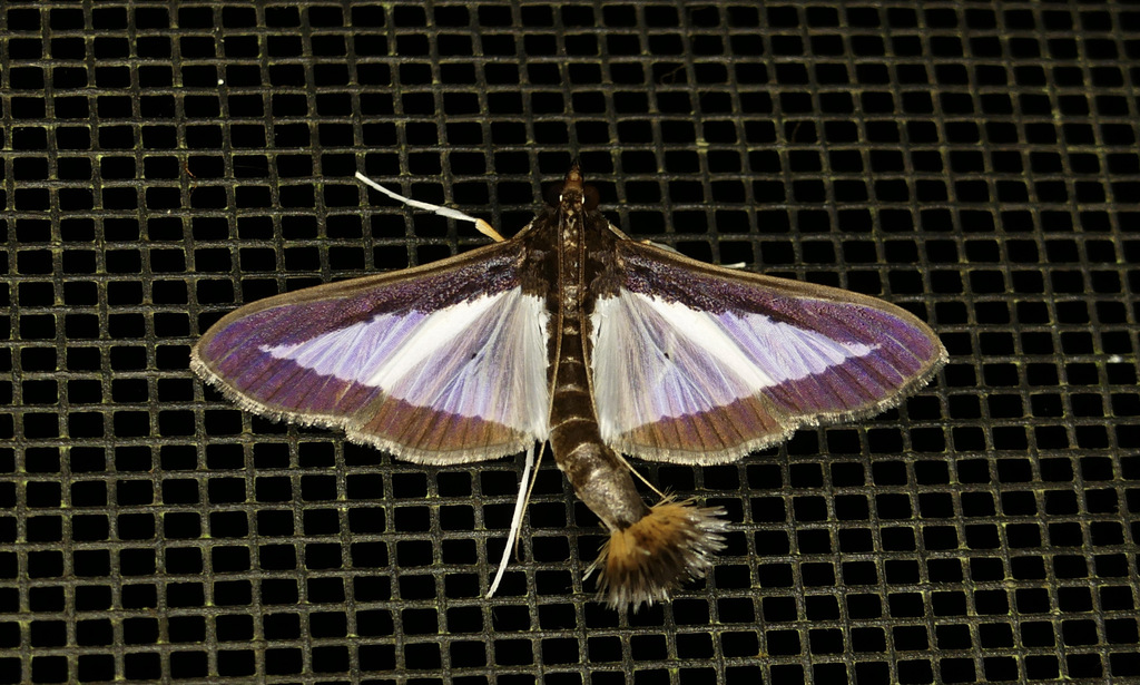 Diaphania plumbidorsalis
