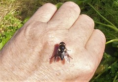 Scaptia adrel