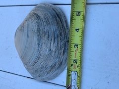 Mactromeris catilliformis
