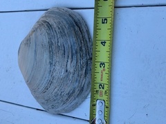 Mactromeris catilliformis
